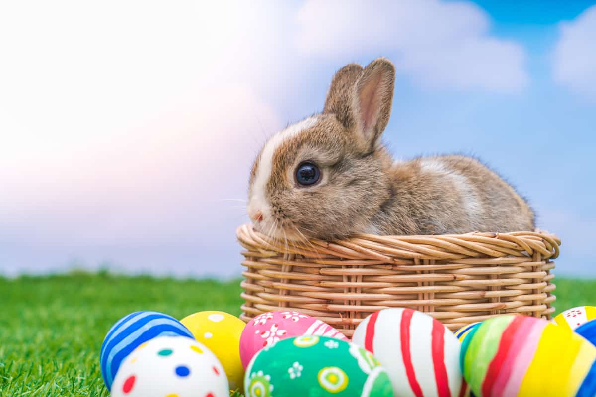 Conejo de Pascua